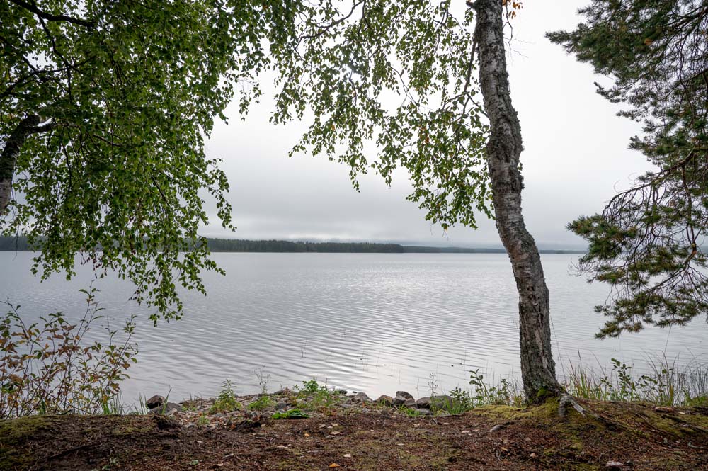 Koivujen reunustama Kannonjärven rantamaisema pilvisellä säällä.